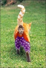 catderbyhat09.jpg