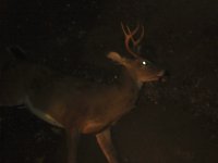 deer 1.jpg