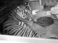 tiger.jpg