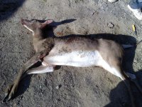 deer 2.jpg