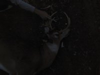 deer 3.jpg