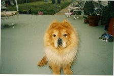 chubbs.jpg