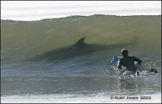 Shark Surfing.jpg