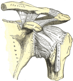 left shoulder.gif