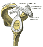 glenoid fossa.gif