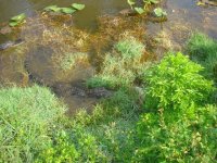 gator.JPG