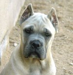 cane-corso-0013.jpg