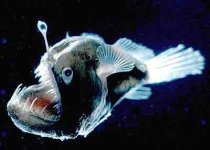 deep water fish.jpg