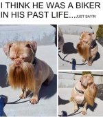 ruffs dog.jpg