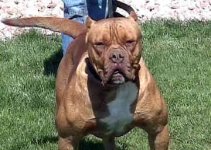 american-bulldog-0319.jpg