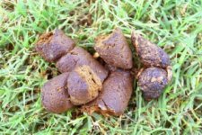 dogshit.jpg