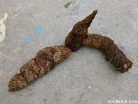 dog_shit.jpg