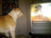 tv.jpg
