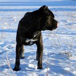 Cane%20Corso%20Photo%209.jpg