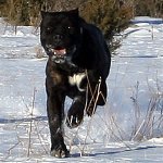 Cane%20Corso%20Photo%2010.jpg