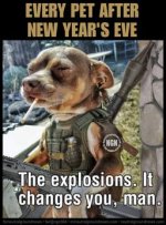 dogggggggggggg.jpg